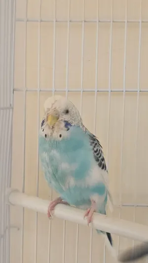 كوبية بقالينو للبيع مع القفص