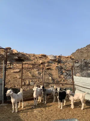 هوش للبيع من خلال الرحوب