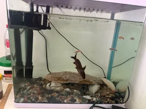 Aquarium size 33x20 with lights and filter a pair of synodontis petricola fish