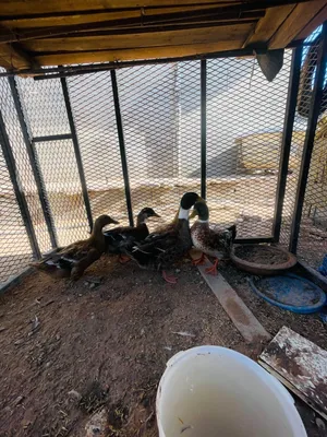 بط للبيع سعره 135