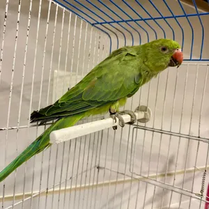 متوه دره هندي اليف عمره تقريبا 1سنه