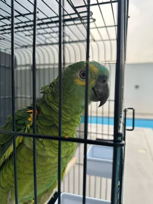 ببغاء امازون بلوفرونتد Blue-fronted Amazon Parrot السعر 3800 درهم