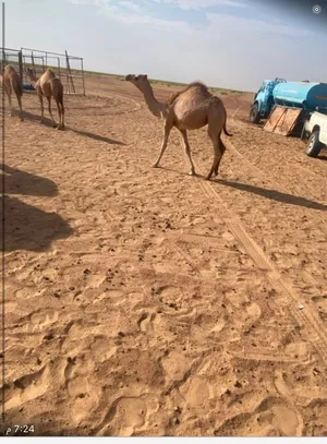 بكره للبيع