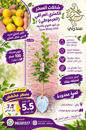شتللات سدر بطعم لذيذ لا يقاوم