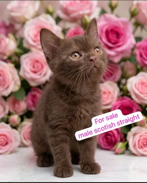 For sale male scotish straight