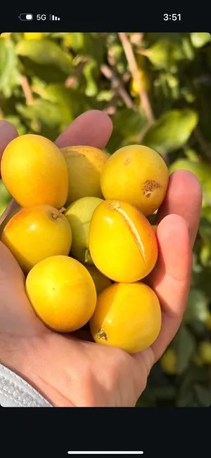 السدر الكمثري العراقي ( العرموطي) بدون بذر يتوفر توصيل لجميع ولايات السلطنة