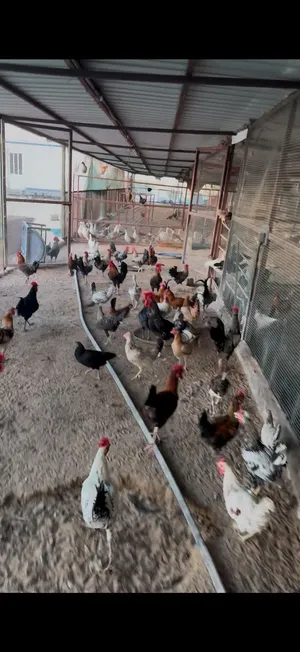دجاج عربي قديم واطباق بيض
