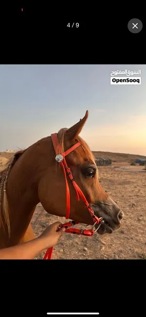 خيل عربي خط جمال للبيع