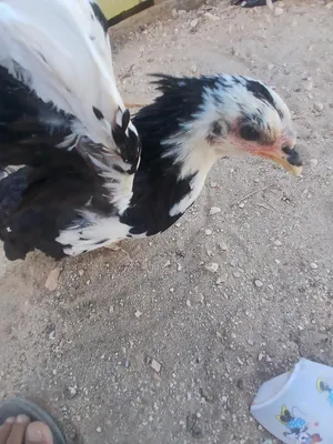 جاج للبيع او للبدل على بسكليت  جبلي جنط 26