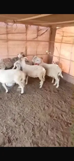 حلال لبييع يصلح الاعراس والمطابخ