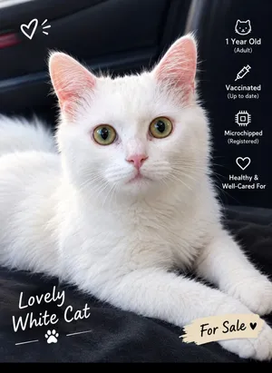 White cat for sale 2000 AED. Negotiable.