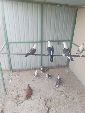 للبيع حمام بغدادي