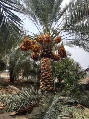 [31/8، بيع نخيل بجميع انواعه بأسعار ممتازة نخيل مثمر بارحى ومجهول ودجلة نور واحمر طلال ونخيل زينه