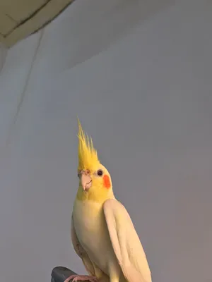 كوكتيل لاتينو ذكر اليف