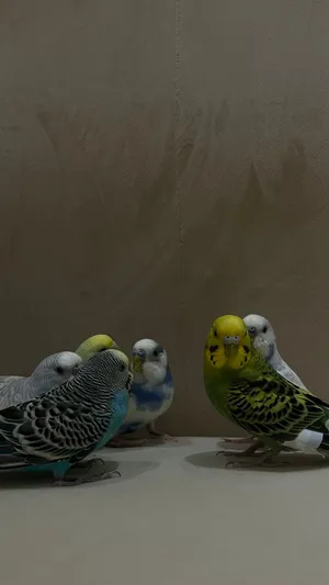 بادجي ألوان جميله أليفه جدا ماتعرض تنفع للأطفال الوصف تحت