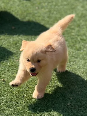 Golden Retriever Puppy