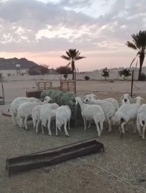 افلح من ذكر الله عندي ضان حرش من غنم شهران العريضة