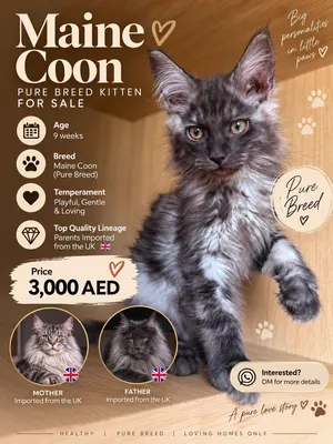 Main coone