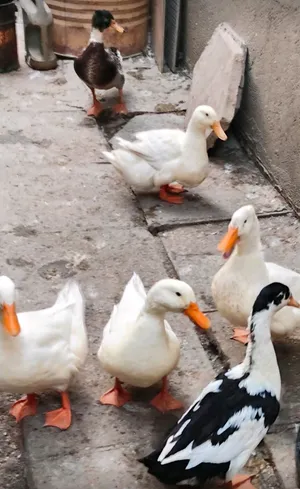 ذكور للبيع
