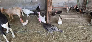 دجاج رومي منتج بالجملة سعر خاص