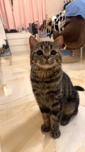 urgent Brother and sister for adoption but with little fee