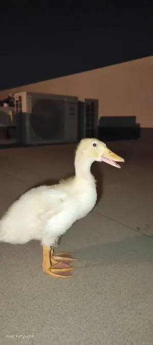 بطه لطيفه للبيع