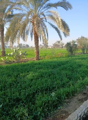 Farm Land for Sale in Fayoum Tamiya
