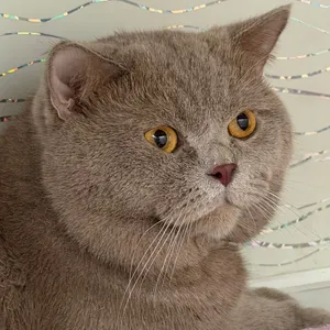 ذكور للتزاوج