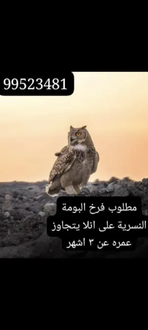 مطلوب بومة نسرية