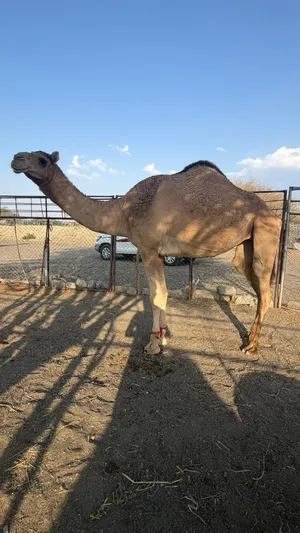 للبيع ناقه