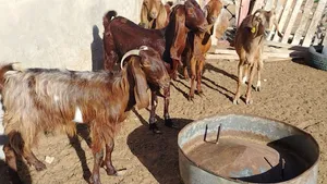 5معزات ربي يبارك لعشورية بنصيب سنهم زوز رباع وزوز سداس ووحدة جامعة سعر البيع جملة ع 1200 مكان صبرات