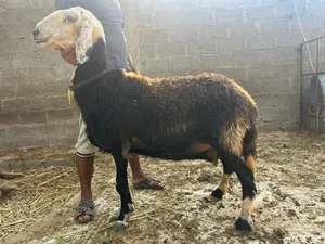 جاعدة نجدية