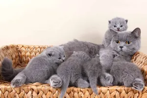 Scottish fold and British short hair and munchkin baby’s