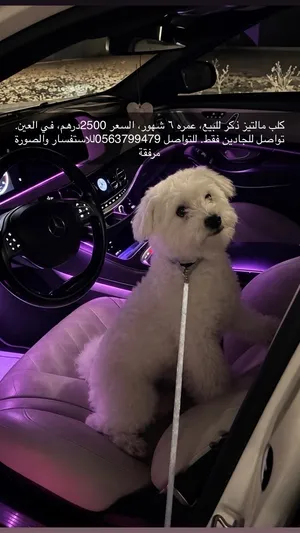 كلب للبيع2500