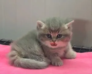 للبيع british munchkin cat  mother imported 10k