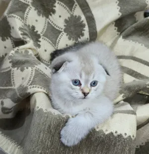 Ragdoll / Scottish fold
