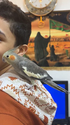 كوكتيل انثى