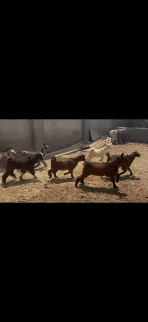 تيوسه وصخلات