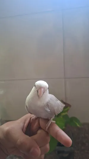 طير روز متدرب اليف