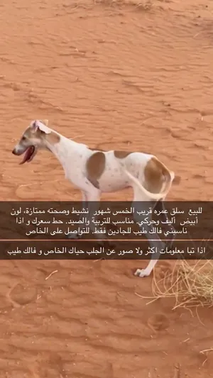 جلب سلق عمره قريب الخمس شهور ينفع للصيد و التربيه
