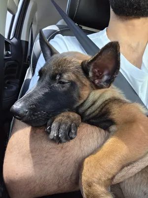 Belgium malinois for sale