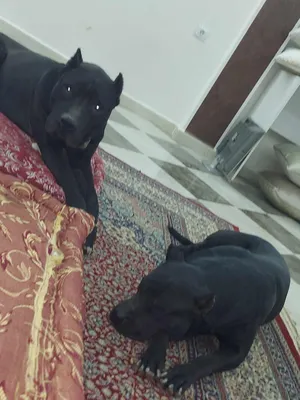 american staffordshire terrier