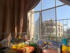 26 عصفور كنار صوتهم بصلاة عنبي 7 اناثي والباقي ذكور و فحول كبار السعر مش اقل من 500 والله حي الجميع