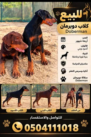دوبر مان العمر 4 شهور