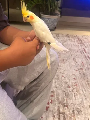 Cockatiel bird