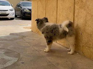 Australian Shepherd Max Pomeranian puppy