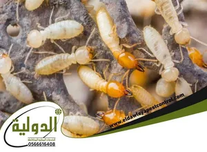 شركه وديان الباطنه لمكافحه الحشرات خبره طويله في المجال
