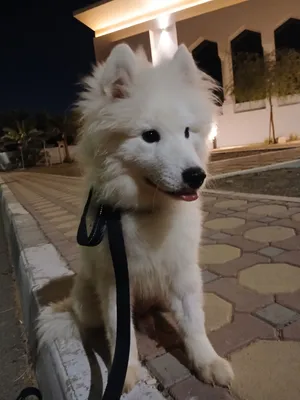 pure breed samoyed puppy available