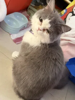 Kitten 6-8 months old very friendly