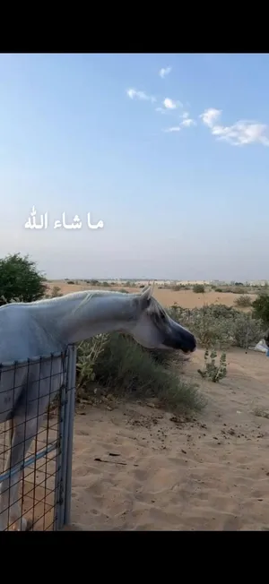 حصان عربي فحل العمر 8 حصان شخصية قويه